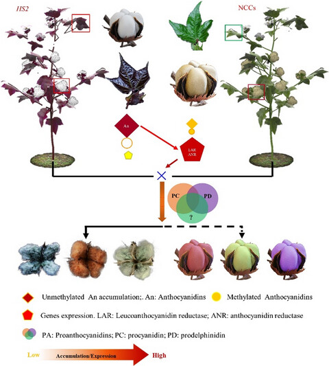 Function deficiency of GhOMT1 causes anthocyanidins over-accumulation and diversifies fibre colours in cotton (Gossypium hirsutum)