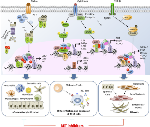 Details are in the caption following the image Details are in the caption following the image