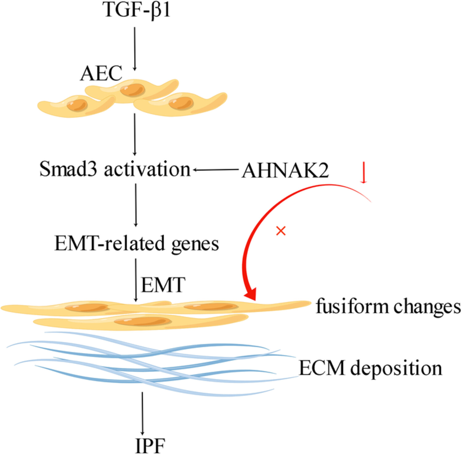Inhibition of AHNAK nucleoprotein 2 alleviates pulmonary fibrosis by downregulating the TGF-β1/Smad3 signaling pathway