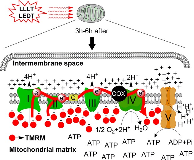 Low-level Laser (Light) Therapy Increases Mitochondrial Membrane Potential and ATP Synthesis in C2C12 Myotubes with a Peak Response at 3–6 h
