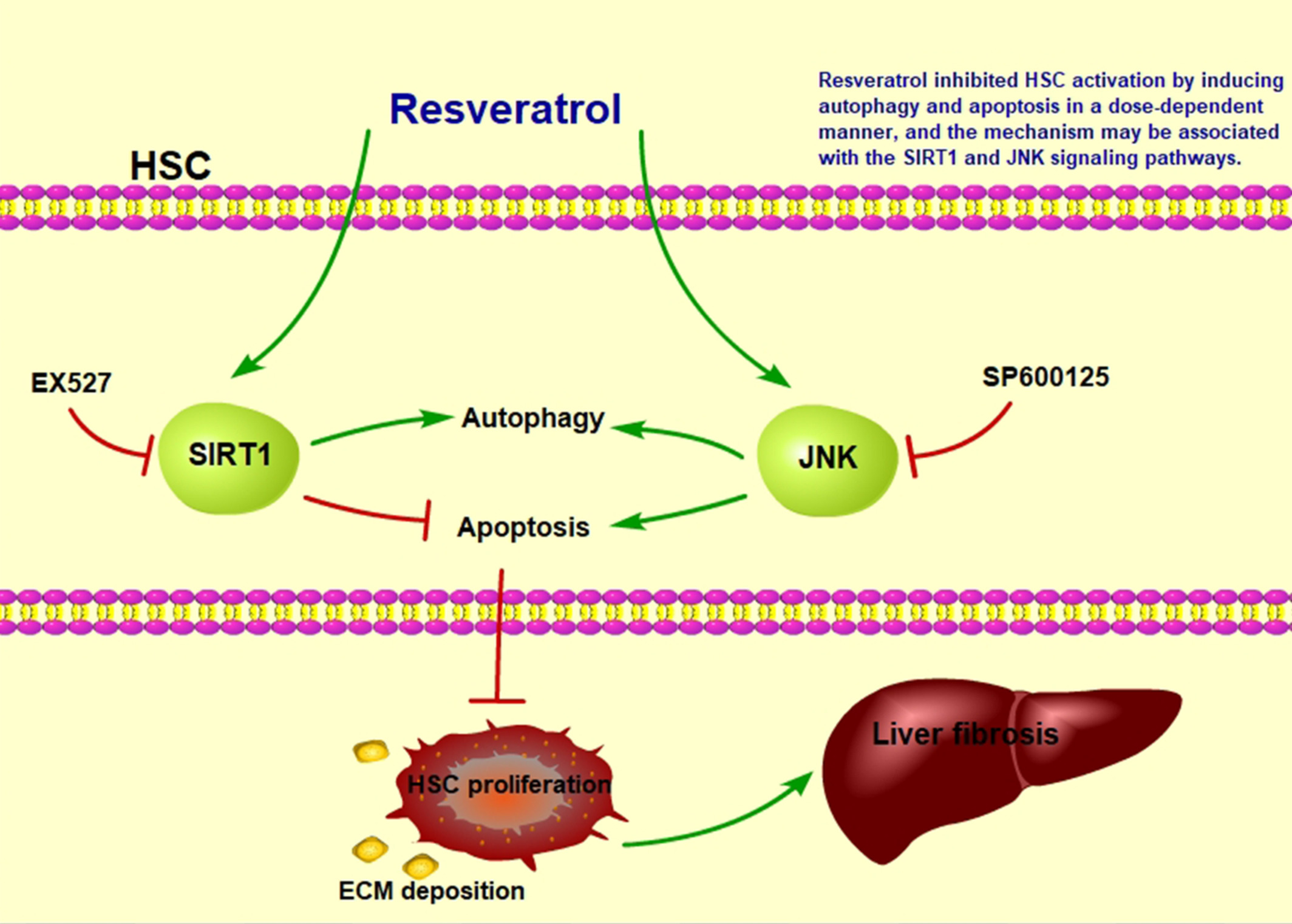 Resveratrol inhibits hepatic stellate cell activation by regulating autophagy and apoptosis through the SIRT1 and JNK signaling pathways