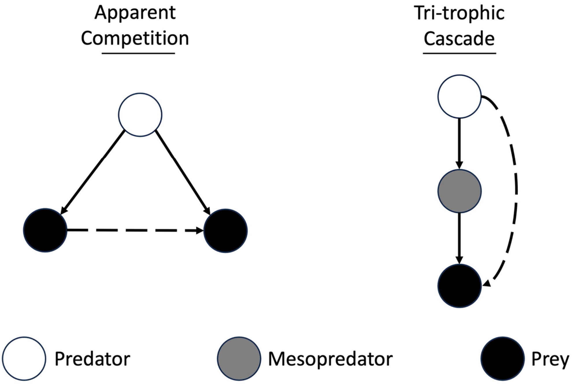 Potential extinction cascades in a desert ecosystem: Linking food web interactions to community viability
