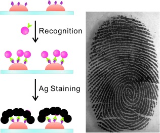 Immunological Multimetal Deposition for Rapid Visualization of Sweat Fingerprints