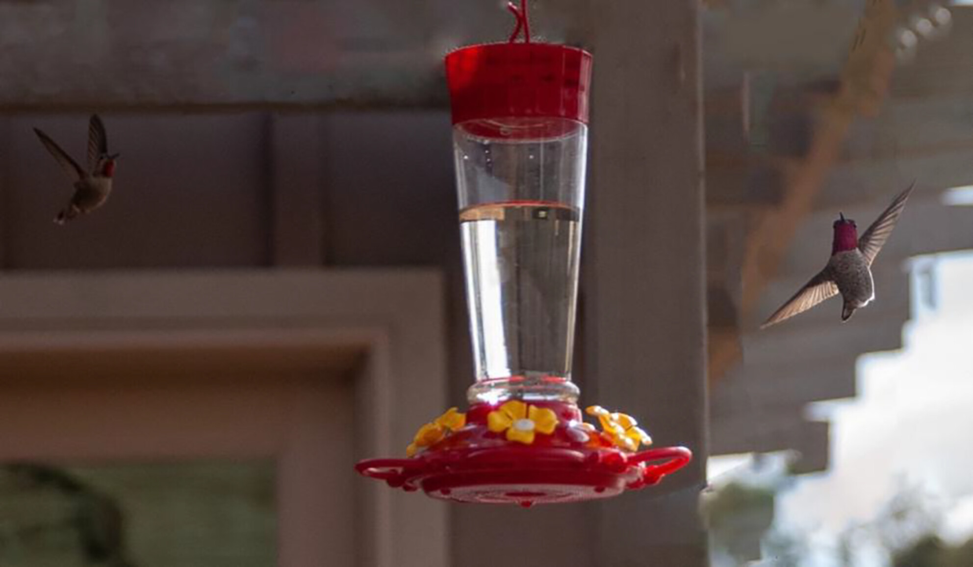 Hummingbird foraging preferences during extreme heat events