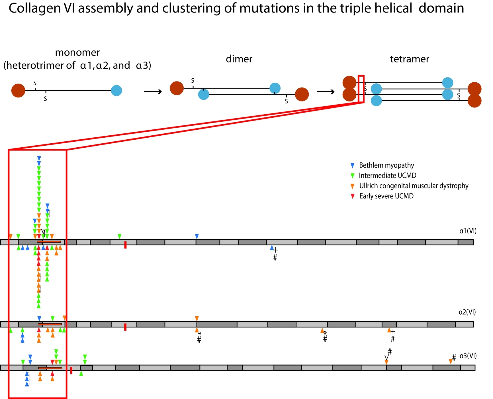 Position of Glycine Substitutions in the Triple Helix of COL6A1, COL6A2, and COL6A3 is Correlated with Severity and Mode of Inheritance in Collagen VI Myopathies
