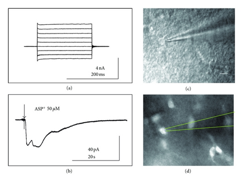 Details are in the caption following the image Details are in the caption following the image