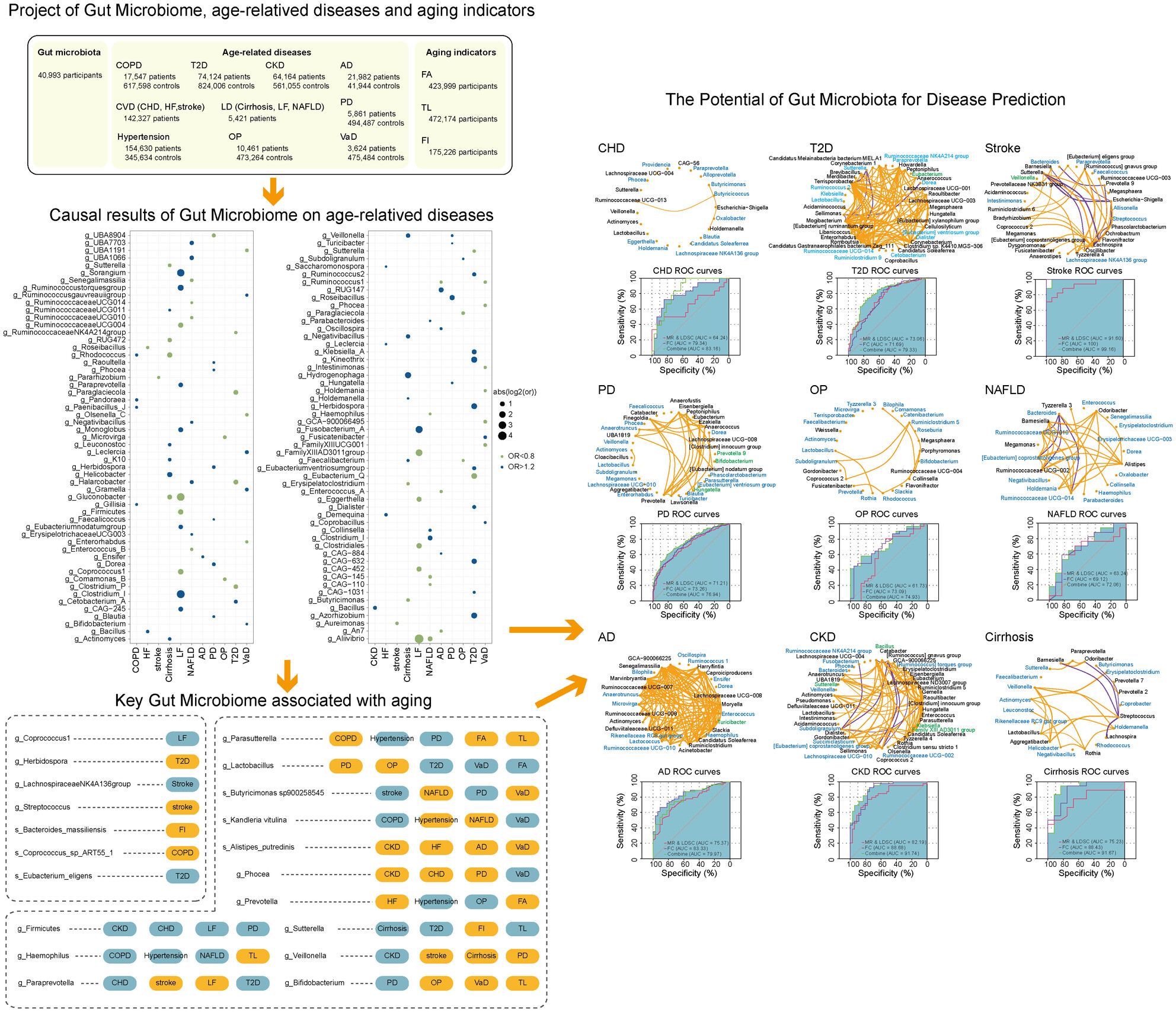 Causal Analysis Between Gut Microbes, Aging Indicator, and Age-Related Disease, Involving the Discovery and Validation of Biomarkers
