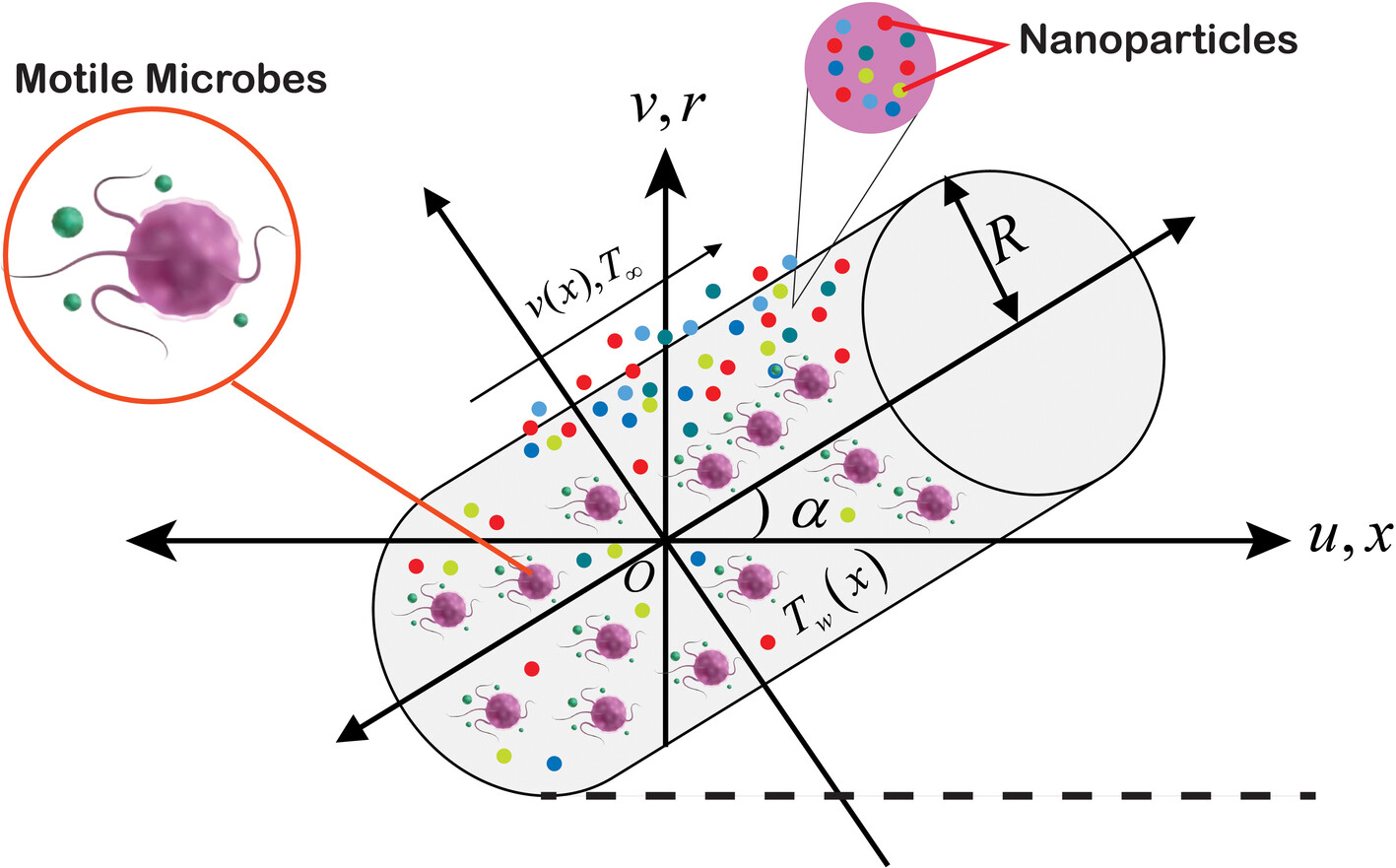 Computational Insights Into Nanoscale Heat Dynamics of Chemically Reactive and Magnetized Carreau Hybrid Bio-Nanofluid Using a Multilayer Supervised Neural Computing Scheme