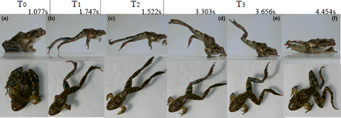 Cooperation behavior of fore- And hindlimbs during jumping in Rana dybowskii and Xenopus laevis