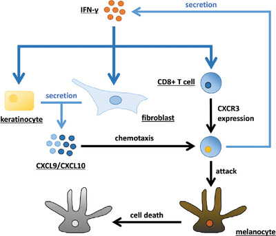 The IFN-γ-CXCL9/CXCL10-CXCR3 axis in vitiligo: Pathological mechanism and treatment