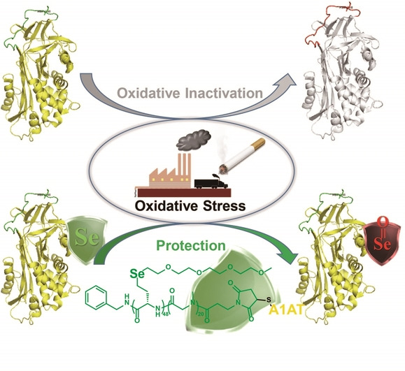 Site-Specific Conjugation of a Selenopolypeptide to Alpha-1-antitrypsin Enhances Oxidation Resistance and Pharmacological Properties