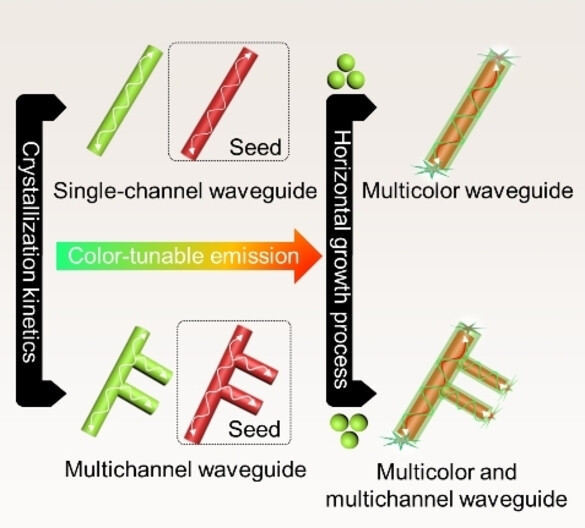 Hierarchical Integration of Organic Core/Shell Microwires for Advanced Photonics