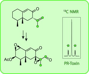 Identifizierung von Intermediaten der PR-Toxin-Biosynthese durch Penicillium roqueforti