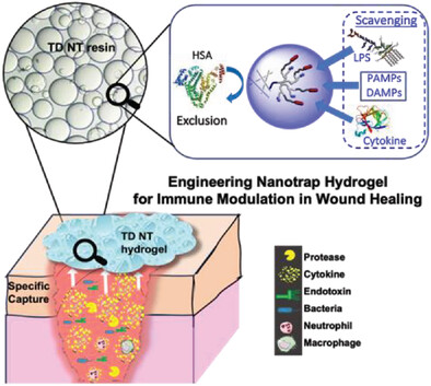 Engineering Nanotrap Hydrogel for Immune Modulation in Wound Healing