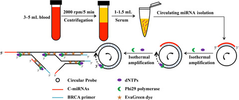 Branched rolling circle amplification method for measuring serum circulating microRNA levels for early breast cancer detection