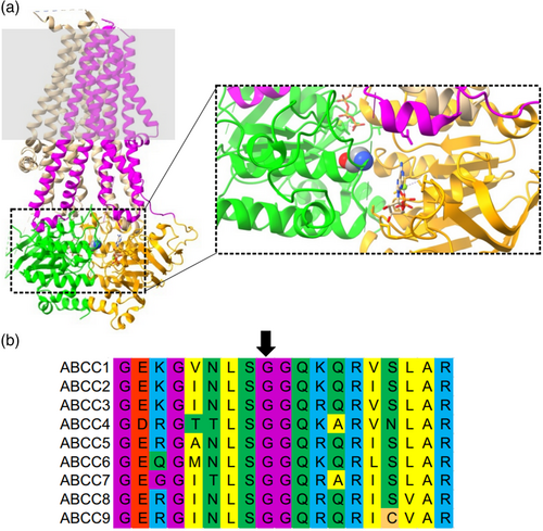 Details are in the caption following the image Details are in the caption following the image