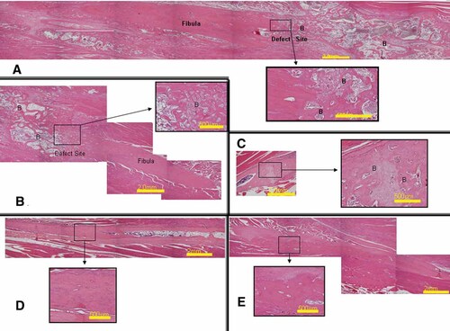 Details are in the caption following the image Details are in the caption following the image