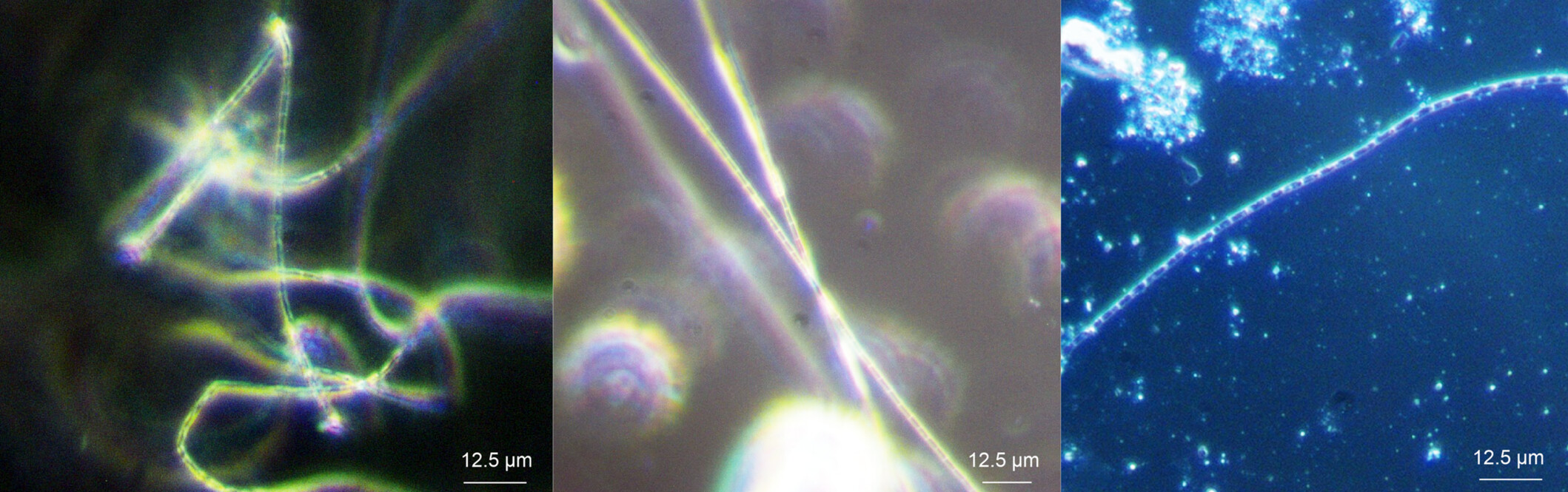Towards bioprocess engineering of cable bacteria: Establishment of a synthetic sediment