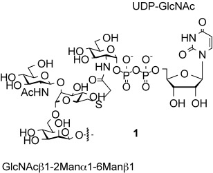 Synthesis of a Bisubstrate-Type Inhibitor of N-Acetylglucosaminyltransferases