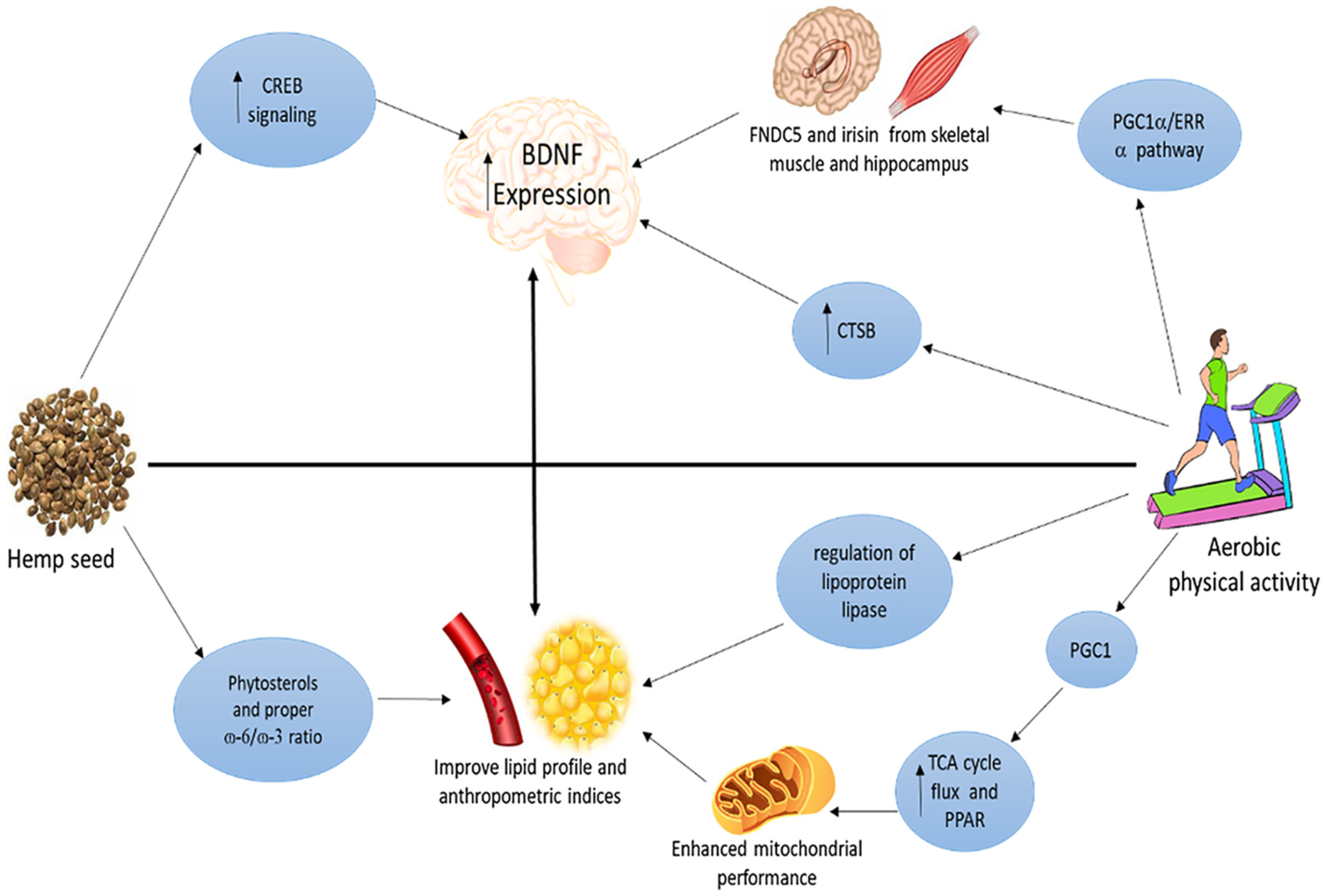 Effects of hemp seed alone and combined with aerobic exercise on metabolic parameters, oxidative stress, and neurotrophic factors in young sedentary men