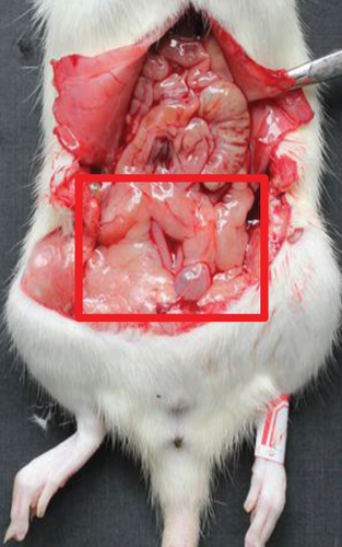 Details are in the caption following the image Details are in the caption following the image
