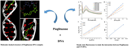Study on the interaction of antidiabetic drug Pioglitazone with calf thymus DNA using spectroscopic techniques