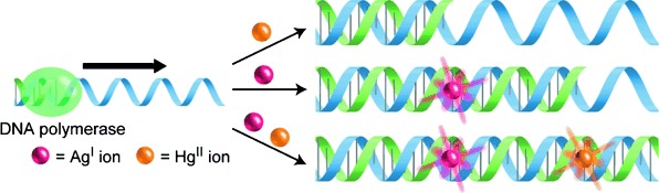 Regulated Incorporation of Two Different Metal Ions into Programmed Sites in a Duplex by DNA Polymerase Catalyzed Primer Extension