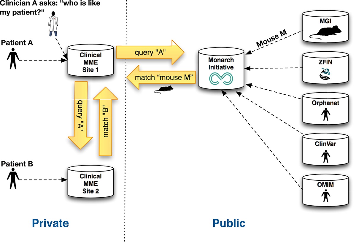 Use of Model Organism and Disease Databases to Support Matchmaking for Human Disease Gene Discovery