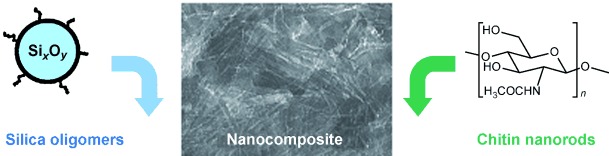 Chitin–Silica Nanocomposites by Self-Assembly