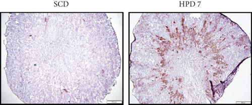 Details are in the caption following the image Details are in the caption following the image