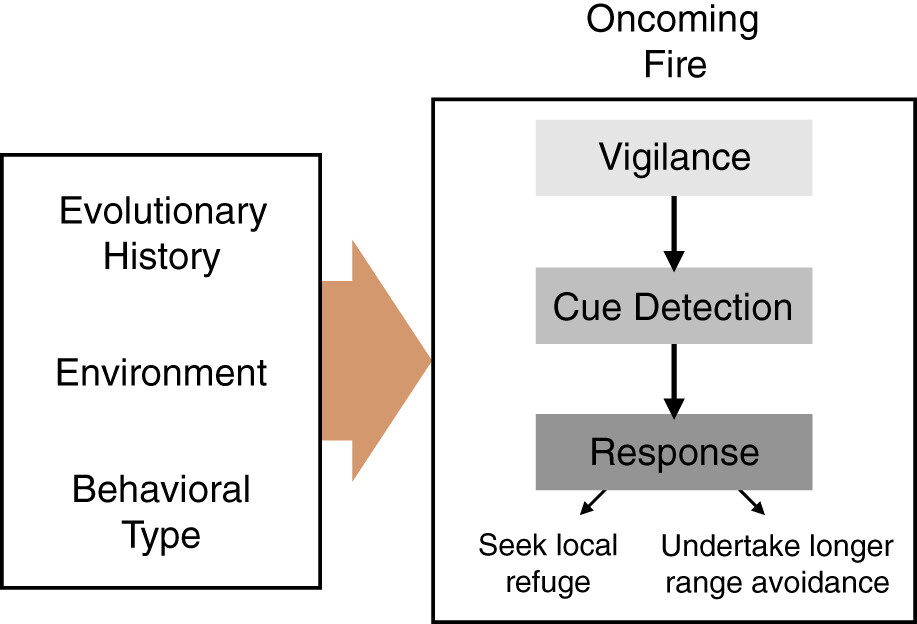 Integrating sensory ecology and predator-prey theory to understand animal responses to fire