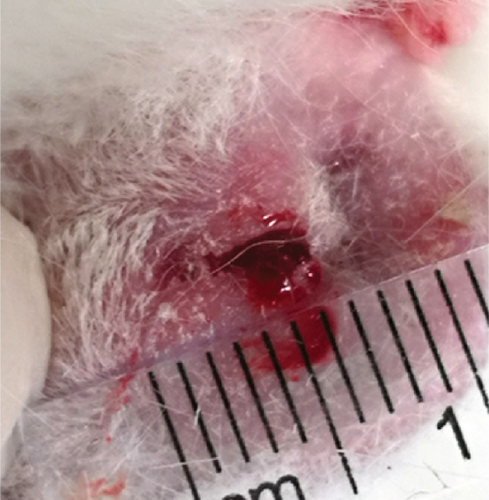 Details are in the caption following the image Details are in the caption following the image