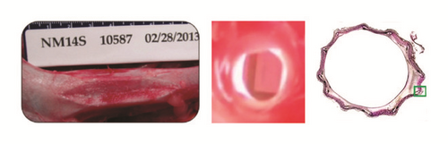 Details are in the caption following the image Details are in the caption following the image