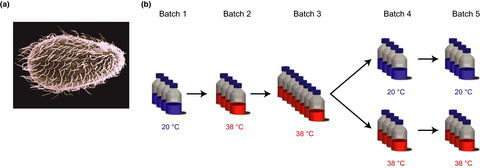Phenotypic responses to temperature in the ciliate Tetrahymena thermophila
