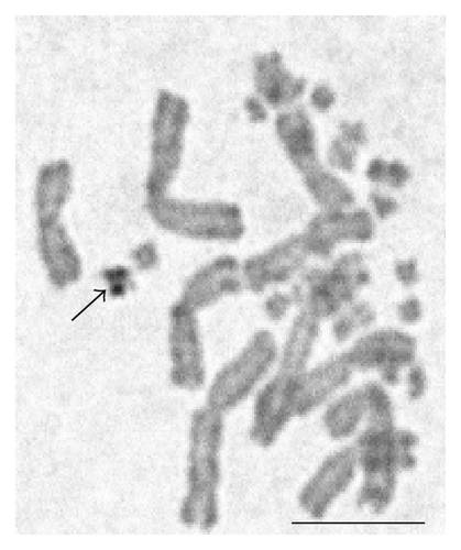 Details are in the caption following the image