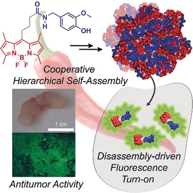 Hierarchical Self-Assembly of BODIPY Dyes as a Tool to Improve the Antitumor Activity of Capsaicin in Prostate Cancer