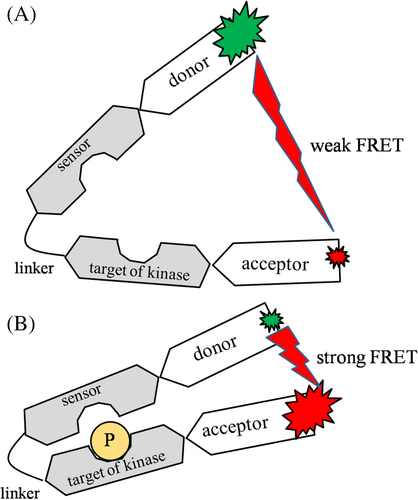 Details are in the caption following the image