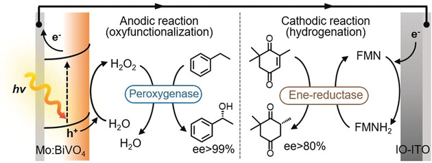 Solar-Assisted eBiorefinery: Photoelectrochemical Pairing of Oxyfunctionalization and Hydrogenation Reactions