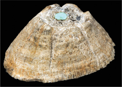 A new chelonibiid from the Miocene of Zanzibar (Eastern Africa) sheds light on the evolution of shell architecture in turtle and whale barnacles (Cirripedia: Coronuloidea)