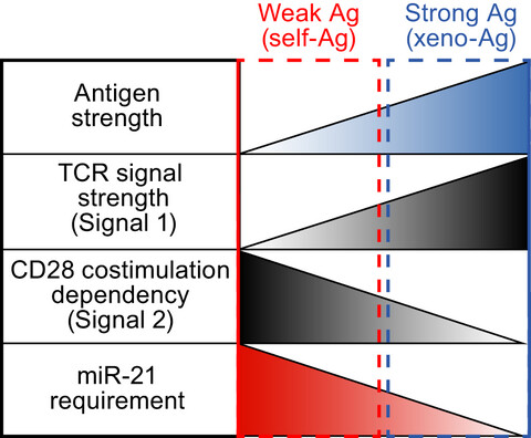 miR-21 sustains CD28 signalling and low-affinity T-cell responses at the expense of self-tolerance