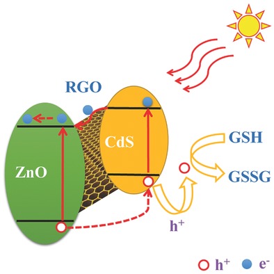 Self-Powered Photoelectrochemical Biosensor Based on CdS/RGO/ZnO Nanowire Array Heterostructure