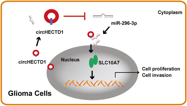 Circular RNA circHECTD1 facilitates glioma progression by regulating the miR-296-3p/SLC10A7 axis