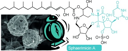 Structure-Based Gene Targeting Discovery of Sphaerimicin, a Bacterial Translocase I Inhibitor