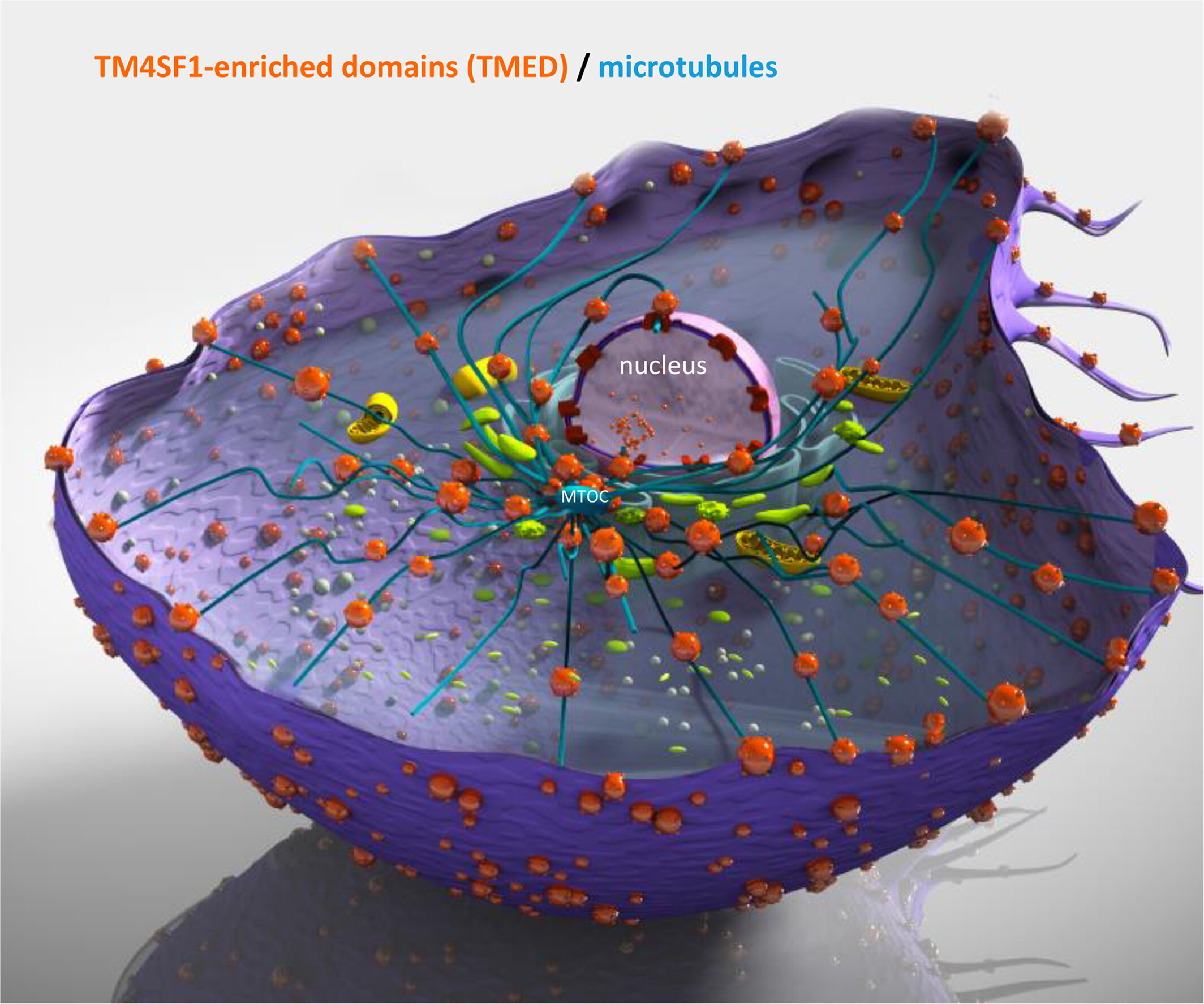 TM4SF1 is a molecular facilitator that distributes cargo proteins intracellularly in endothelial cells in support of blood vessel formation Issue 2, 2024