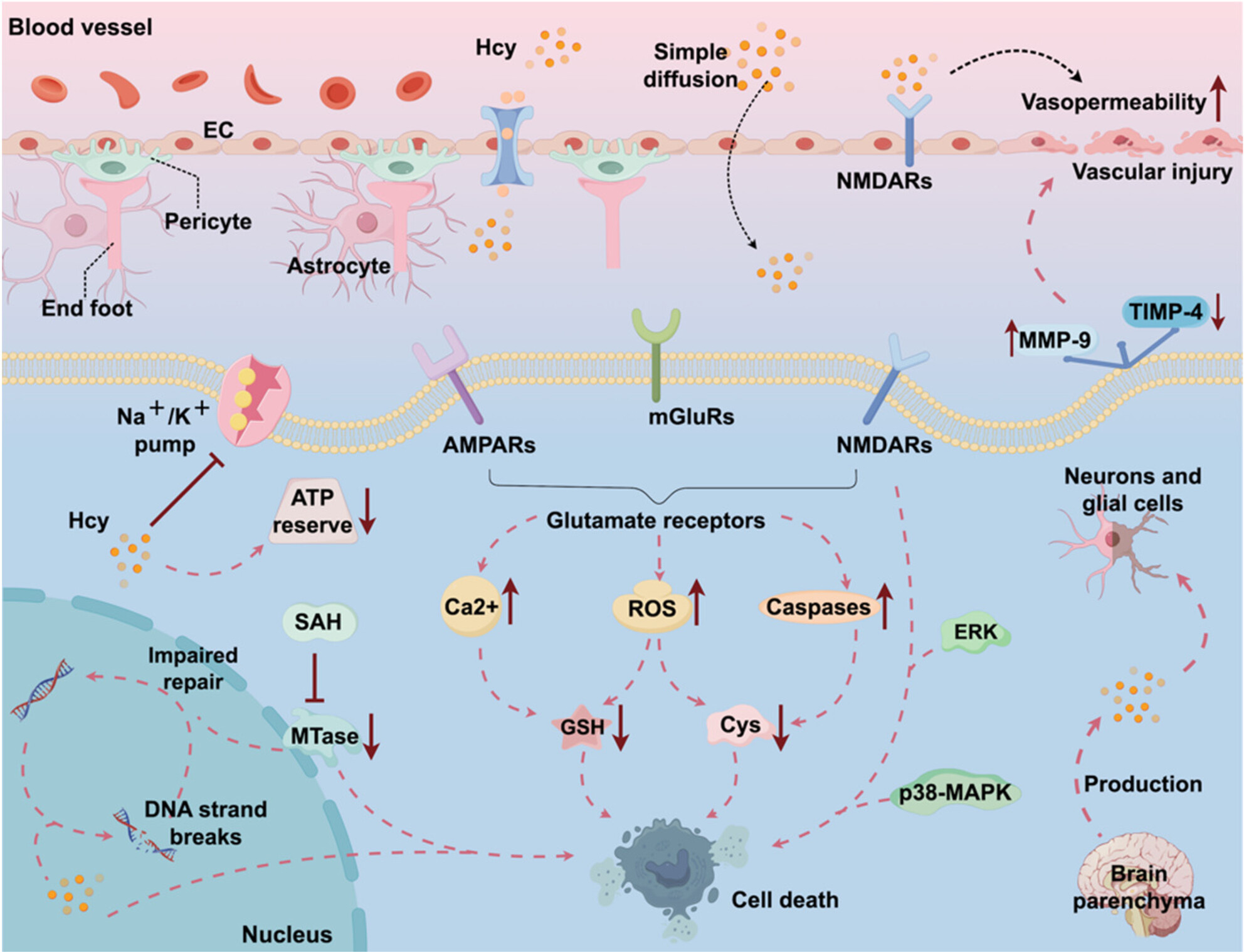 Hyperhomocysteinemia-Driven Ischemic Stroke: Unraveling Molecular Mechanisms and Therapeutic Horizons