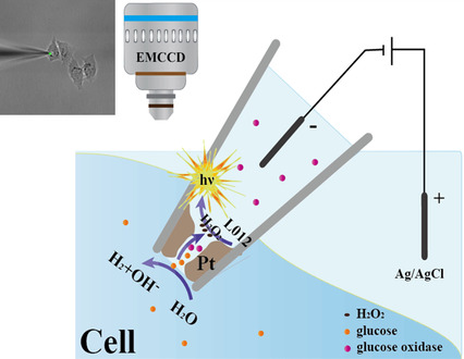 Intracellular Wireless Analysis of Single Cells by Bipolar Electrochemiluminescence Confined in a Nanopipette