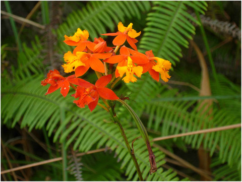 Genetic inference of orchid population dynamics on different-aged lava flows in Costa Rica