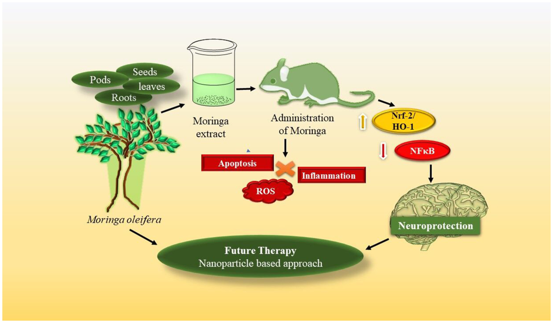 Neuroprotective potential of Moringa oleifera mediated by NF-kB/Nrf2/HO-1 signaling pathway: A review