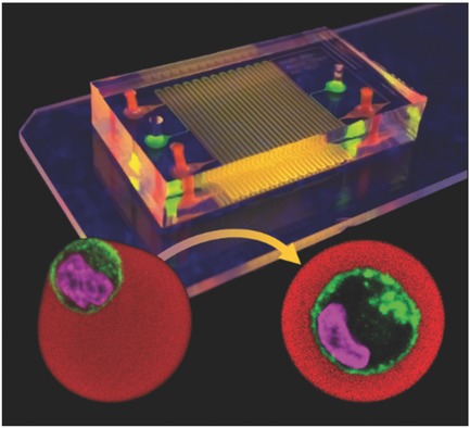 Centering Single Cells in Microgels via Delayed Crosslinking Supports Long-Term 3D Culture by Preventing Cell Escape