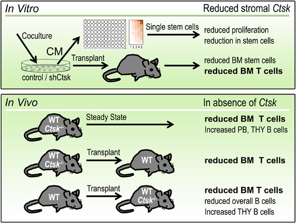 Cathepsin K maintains the compartment of bone marrow T lymphocytes in vivo